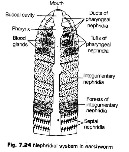 structural-organisation-in-animals-cbse-notes-for-class-11-biology-25