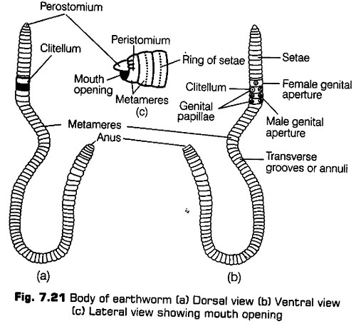 structural-organisation-in-animals-cbse-notes-for-class-11-biology-22