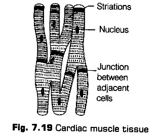 structural-organisation-in-animals-cbse-notes-for-class-11-biology-19