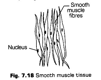 structural-organisation-in-animals-cbse-notes-for-class-11-biology-18