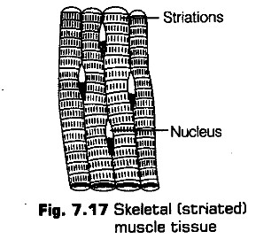 structural-organisation-in-animals-cbse-notes-for-class-11-biology-17