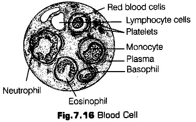 structural-organisation-in-animals-cbse-notes-for-class-11-biology-16