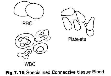 structural-organisation-in-animals-cbse-notes-for-class-11-biology-15