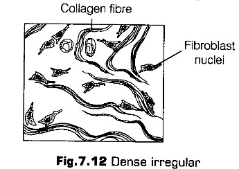 structural-organisation-in-animals-cbse-notes-for-class-11-biology-12