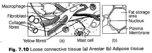 structural-organisation-in-animals-cbse-notes-for-class-11-biology-10