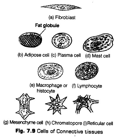 structural-organisation-in-animals-cbse-notes-for-class-11-biology-9