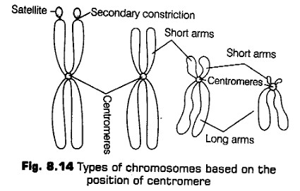 cell-unit-life-cbse-notes-class-11-biology-21