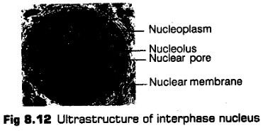 cell-unit-life-cbse-notes-class-11-biology-19