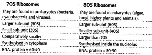 cell-unit-life-cbse-notes-class-11-biology-16