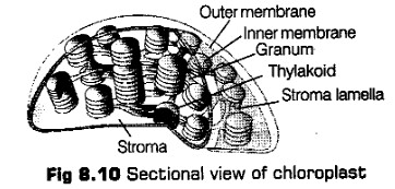 cell-unit-life-cbse-notes-class-11-biology-15