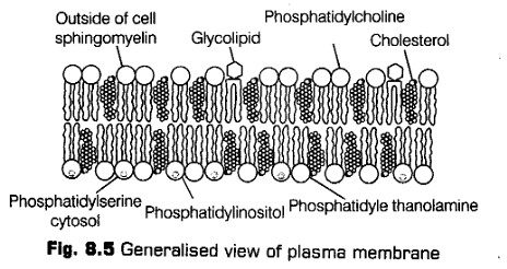 cell-unit-life-cbse-notes-class-11-biology-8