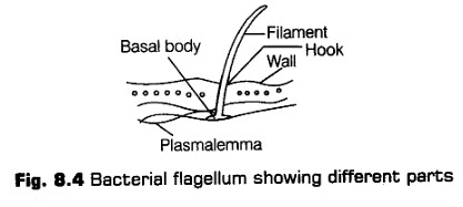 cell-unit-life-cbse-notes-class-11-biology-4