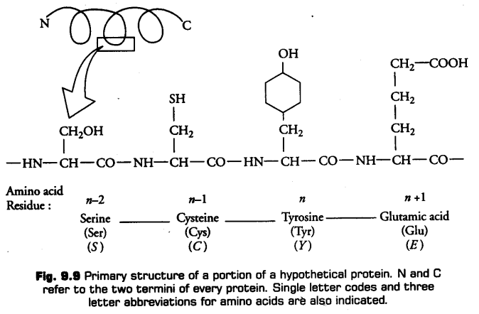 biomolecules-cbse-notes-for-class-11-biology-17