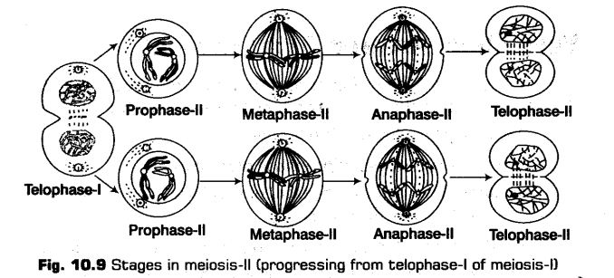 cell-cycle-and-cell-division-cbse-notes-for-class-11-biology-11