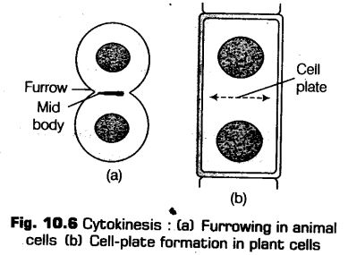 cell-cycle-and-cell-division-cbse-notes-for-class-11-biology-7
