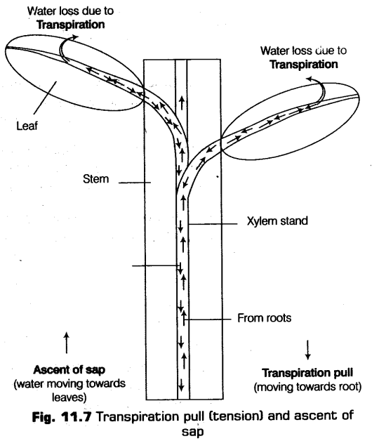 transport-in-plants-cbse-notes-for-class-11-biology-111