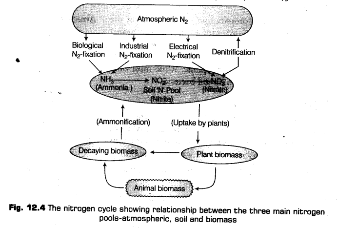 mineral-nutrition-cbse-notes-class-11-biology-12