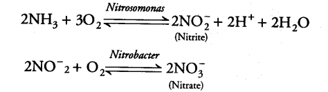 mineral-nutrition-cbse-notes-class-11-biology-11