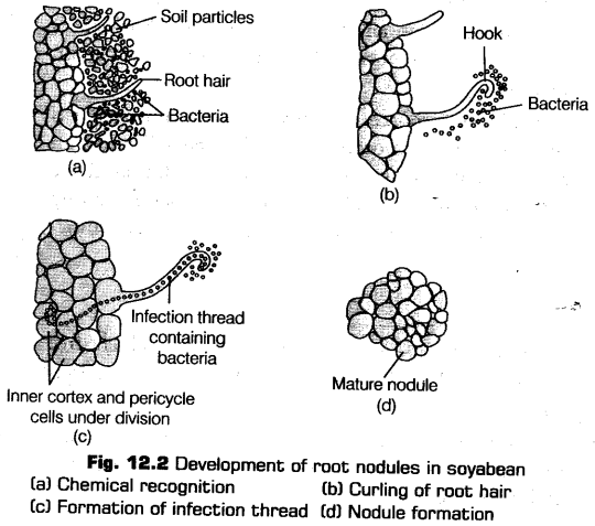 mineral-nutrition-cbse-notes-class-11-biology-6