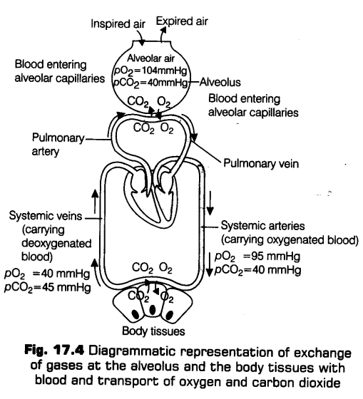 breathing-exchange-gases-cbse-notes-class-11-biology-6