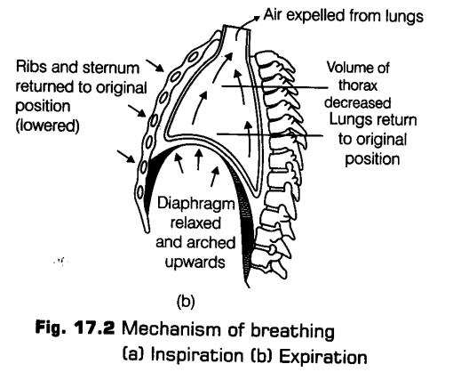 breathing-exchange-gases-cbse-notes-class-11-biology-3