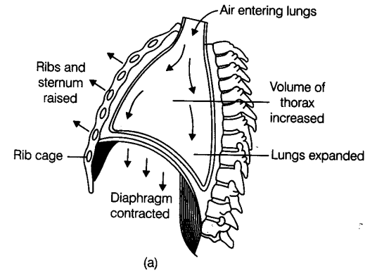 breathing-exchange-gases-cbse-notes-class-11-biology-2