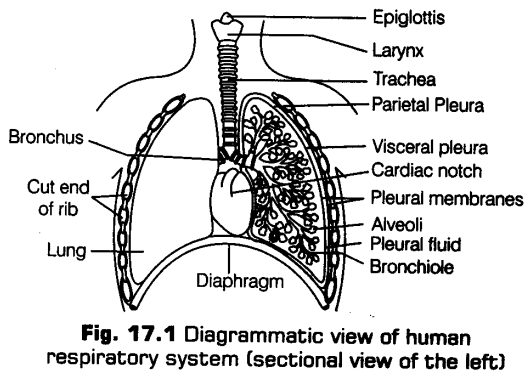 breathing-exchange-gases-cbse-notes-class-11-biology-1