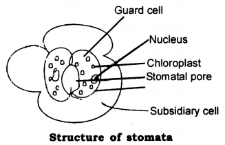 Life Processes Class 10 Notes Science Chapter 6 4