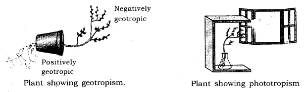 Control and Coordination Class 10 Notes Science Chapter 7 9