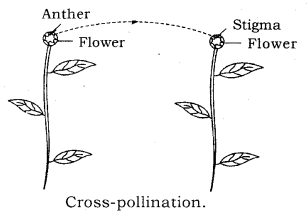 How do Organisms Reproduce Class 10 Notes Science Chapter 8 10