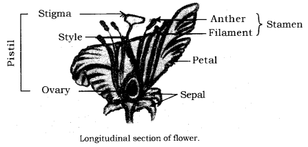 How do Organisms Reproduce Class 10 Notes Science Chapter 8 8