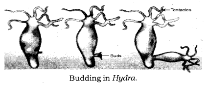 How do Organisms Reproduce Class 10 Notes Science Chapter 8 5