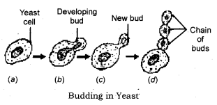 How do Organisms Reproduce Class 10 Notes Science Chapter 8 2.1