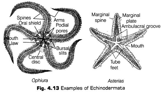 animal-kingdom-cbse-notes-class-11-biology-16