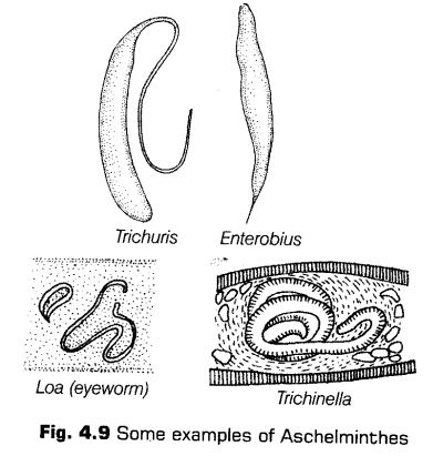 animal-kingdom-cbse-notes-class-11-biology-12