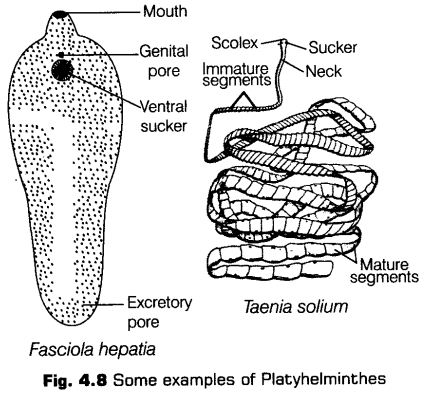 Notes Class 11 Biology Chapter 4 Animal Kingdom Notes Class 11 Biology Chapter 4 Animal Kingdom