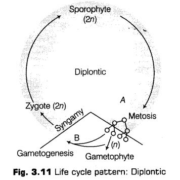 plant-kingdom-cbse-notes-class-11-biology-17