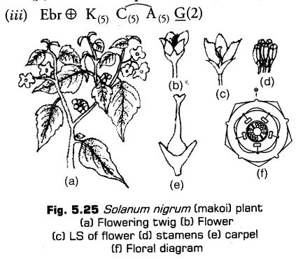 morphology-of-flowering-plants-cbse-notes-for-class-11-biology-34