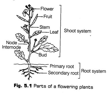 morphology-of-flowering-plants-cbse-notes-for-class-11-biology-1