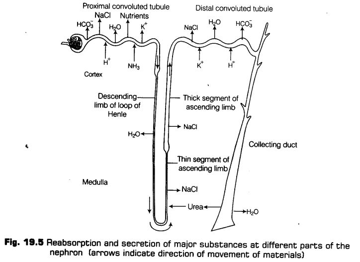 excretory-products-and-their-elimination-cbse-notes-for-class-11-biology-10