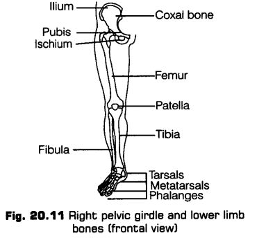 locomotion-movement-cbse-notes-class-11-biology-13