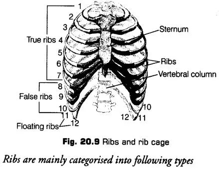 locomotion-movement-cbse-notes-class-11-biology-11