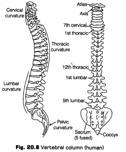 locomotion-movement-cbse-notes-class-11-biology-10