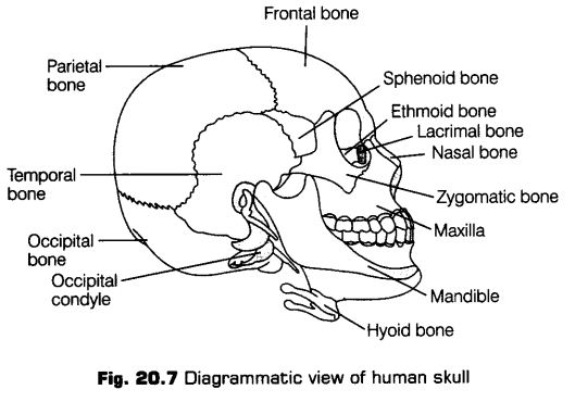 locomotion-movement-cbse-notes-class-11-biology-9