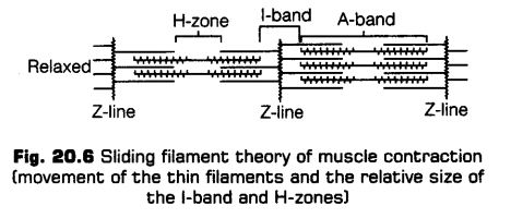 locomotion-movement-cbse-notes-class-11-biology-7