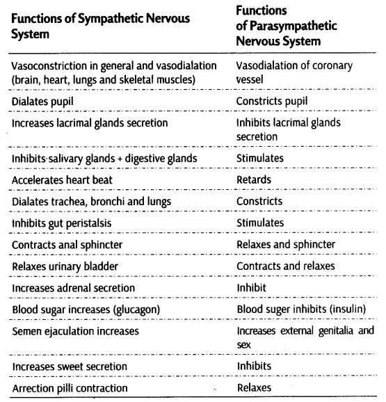 neural-control-coordination-cbse-notes-class-11-biology-6