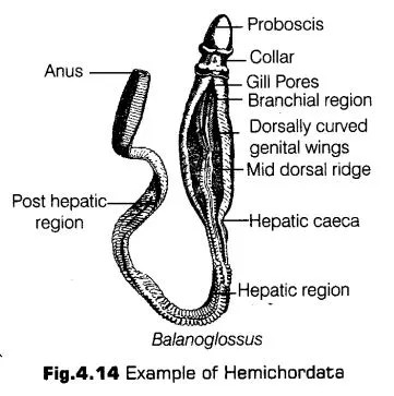 Notes Class 11 Biology Chapter 4 Animal Kingdom Notes Class 11 Biology Chapter 4 Animal Kingdom