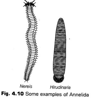 Notes Class 11 Biology Chapter 4 Animal Kingdom Notes Class 11 Biology Chapter 4 Animal Kingdom