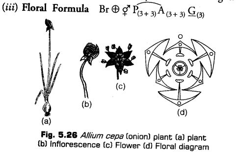 morphology-of-flowering-plants-cbse-notes-for-class-11-biology-36