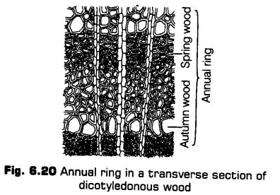 anatomy-flowering-plants-cbse-notes-class-11-biology-21